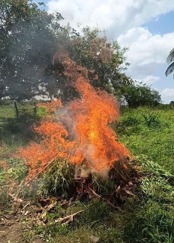 Las autoridades valoraron en Q34,08 millones la plantación de marihuana destruida en una zona montañosa de difícil acceso en Petén. (Cortesía: PNC Guate)