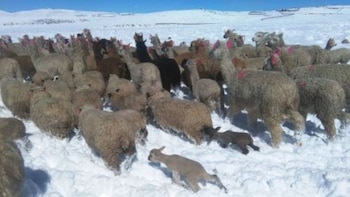 La situación es crítica para el sector ganadero, principal fuente de ingresos de la población. (Foto: Andina)