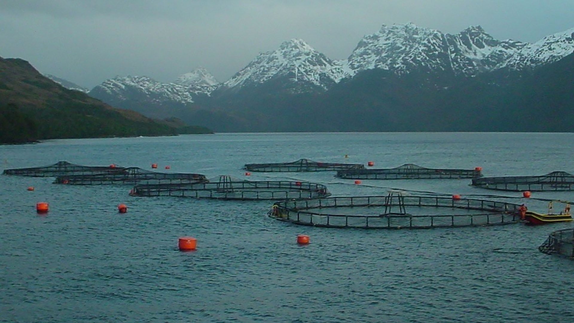 El Canal Beagle continuará protegido por la prohibición del cultivo de salmónidos establecida en la nueva ley