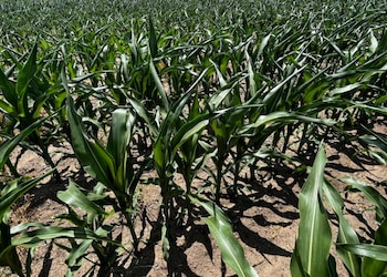 Habitualmente La Niña genera deficiencias
