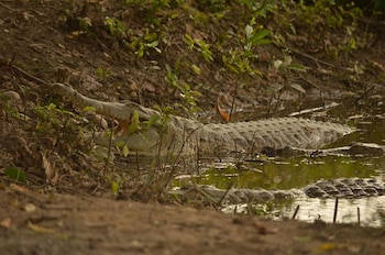Organismos ambientales han pedido medidas para fortalecer las condiciones de cuidado de la especie caimán llanero en peligro crítico. - crédito Cormacarena