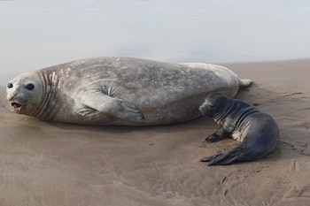 Expertos vinculan la presencia de