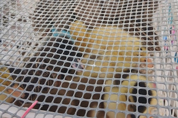 El operativo conjunto entre la