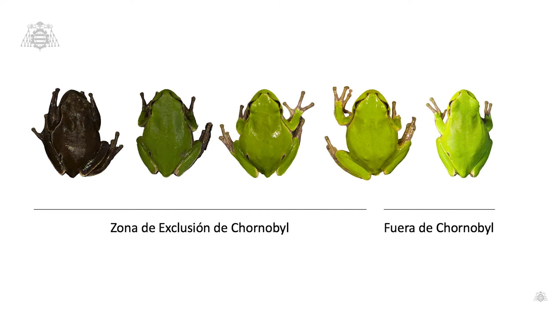 Estudio reveló que las ranas negras de Chernobyl son una muestra de la evolución (Captura de Pantalla Universidad de Oviedo)