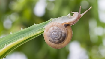 La nueva tendencia para cuidar