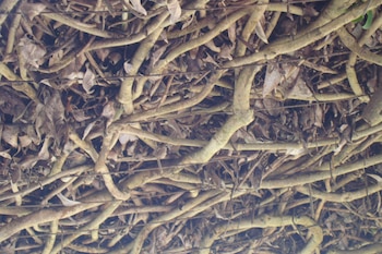 Planta bejuco. (Wikimedia Commons)