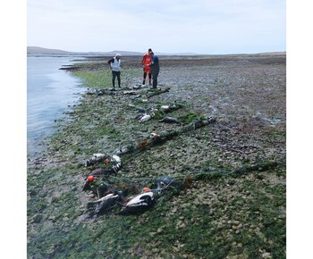 Todos los ejemplares murieron por