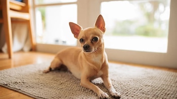 Veterinaria asegura que los perros