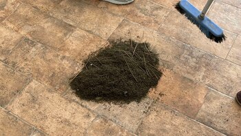 Otro usuario mostró los insectos