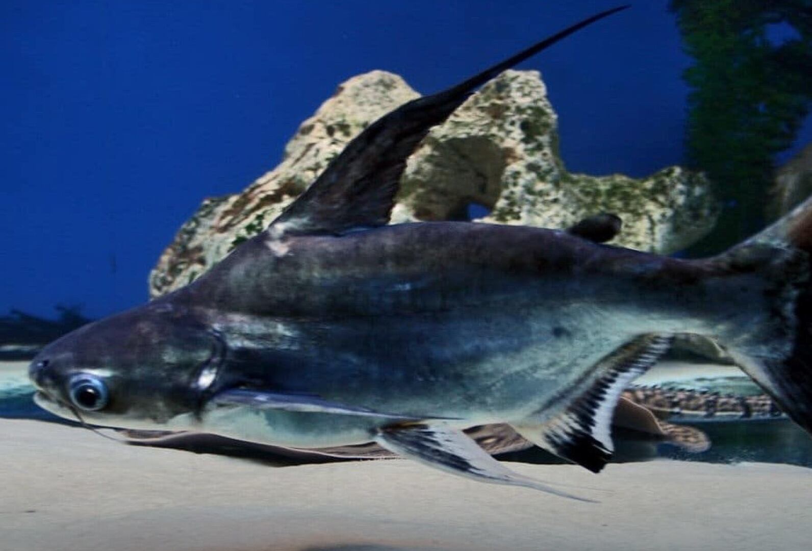 La Procuraduría General de la Nación pidió información detallada a la AUNAP sobre la situación del pez basa para tomar medidas preventivas - crédito Colprensa