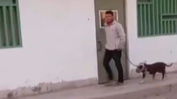 Comas: Pitbull salta desde un segundo piso y ataca a una mujer