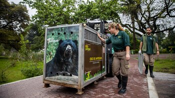 Derivaron a tres osos del