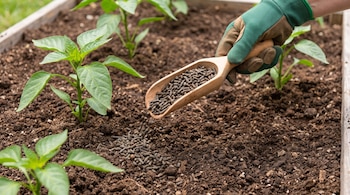 Mano con guante verde sujetando pala de madera que vierte fertilizante granulado sobre tierra de cultivo con plantas verdes en un huerto.