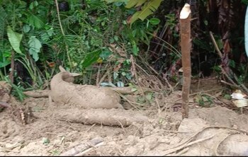 La avalancha arrastró animales y