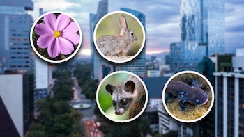 Algunas especies de la megalópolis