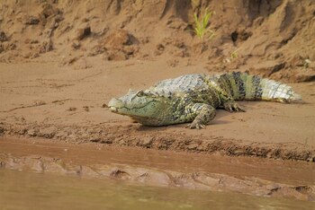 as comunidades que habitan los