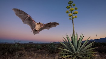 Murciélago volando con alas extendidas y lengua fuera cerca de una planta de agave en flor, con un paisaje desértico y montañas al fondo al atardecer.