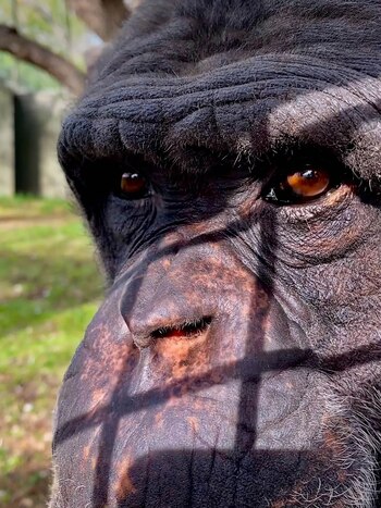 La historia de “Toti”, el chimpancé triste que hace 12 años vive en cautiverio en la Patagonia - Image 3