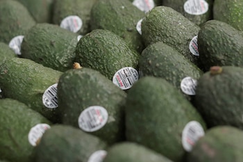 FOTO DE ARCHIVO: Aguacates recién cosechados son preparados para su exportación a Estados Unidos en un almacén de empaquetado en Peribán, México. REUTERS/Ivan Arias/Foto de archivo