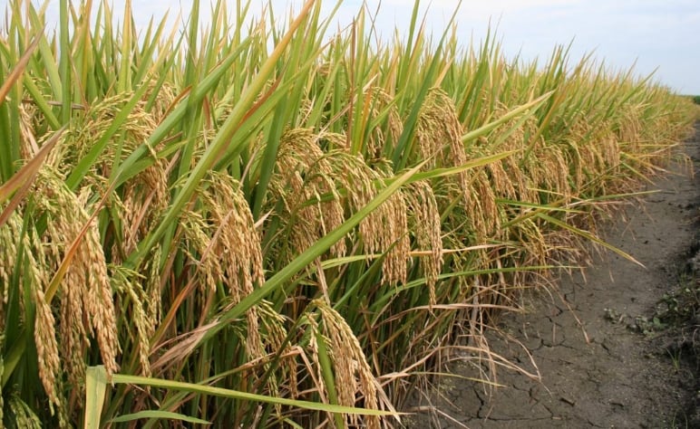 La producción de arroz se ve afectada por los efectos adversos del fenómeno atmosférico de