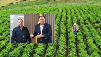 Ministerio de Agricultura y Fedepapa alistan plan para reducir costos de los productores de papa