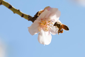 Los científicos han descubierto que