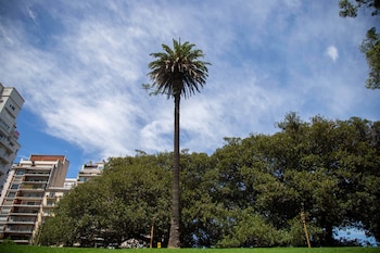 La Ciudad plantó 32 palmeras