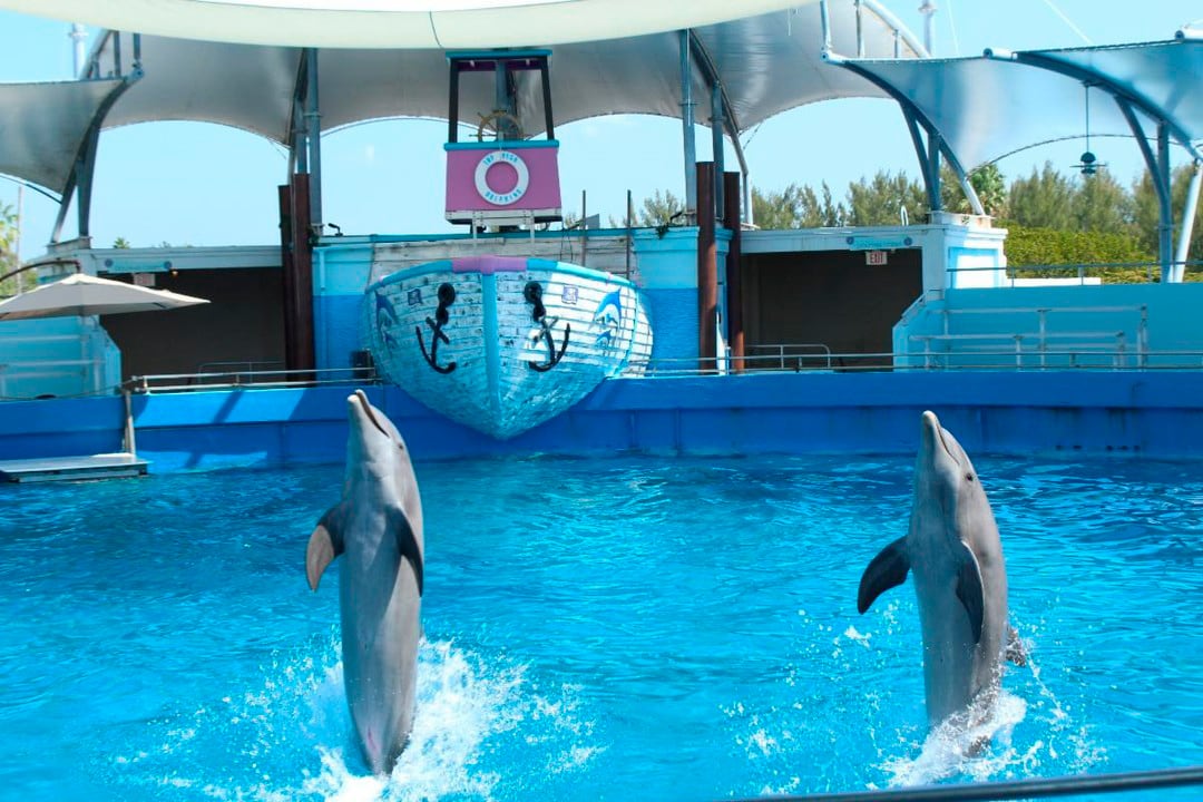 La marina forma parte de la reconversión del viejo Seaquarium, cuyo predio Miami-Dade acordó alquilar de forma preliminar al desarrollador David Martin (@miamiseaquarium_)