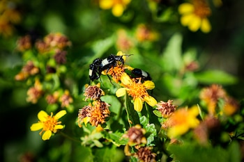 Vista de avispas sobre flores
