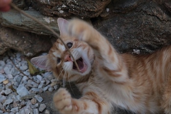 Uno de los gatos rescatados en el refugio Syros Cats. (Syros Cats)