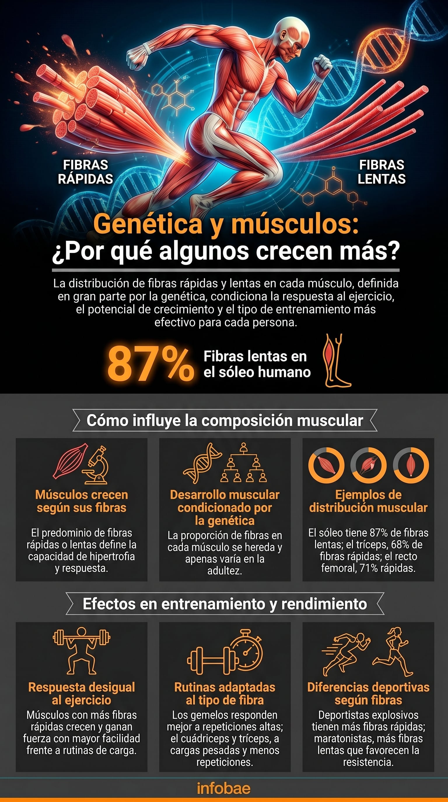 Músculos con predominio de fibras rápidas muestran mayor potencial de hipertrofia y fuerza en respuesta al entrenamiento (Imagen Ilustrativa Infobae)