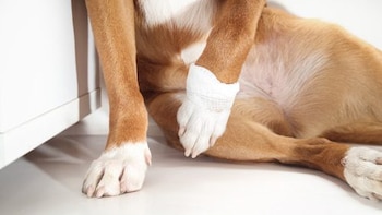 Si tu perro se hace una herida, estos son los pasos que debes seguir para aplicar los primeros cuidados en casa