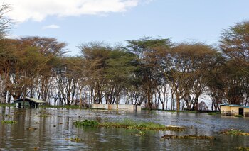 Se cree que las hormigas