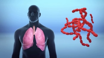 (Captura de pantalla/Next Animation Studio