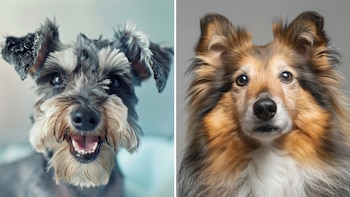 Retrato de dos perros: uno a la izquierda con pelo gris y blanco y barba, el otro a la derecha con pelo largo marrón, negro y blanco