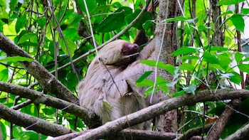 Costa Rica en la encrucijada de la sostenibilidad: minería ilegal, disputas jurídicas y la amenaza sobre su biodiversidad