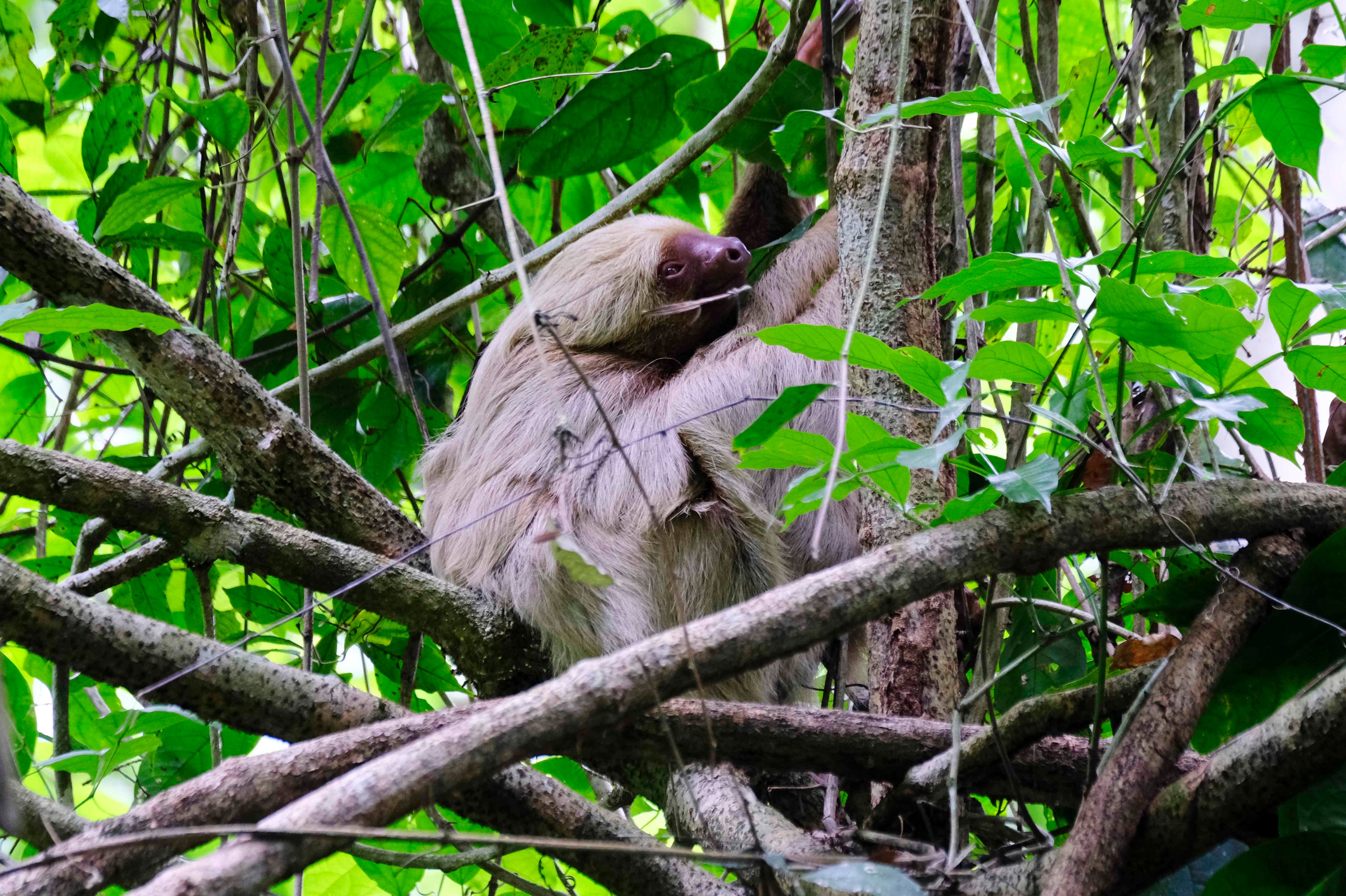 Vista de un oso perezoso del bosque húmedo, el 25 de mayo de 2019, en el parque Nacional Carara, en el pacífico central de Costa Rica. EFE/Jeffrey Arguedas/Archivo