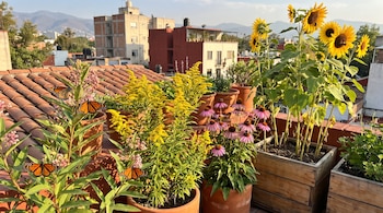 Terraza con macetas y jardineras que contienen algodoncillo, vara de oro, equináceas y girasoles, junto a mariposas monarca y abejas con edificios y montañas al fondo.