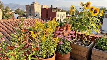 Cuatro plantas polinizadoras esenciales para jardines urbanos: por qué son tan importantes
