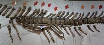 El análisis de fracturas recurrentes