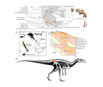 El fósil permaneció olvidado cuatro