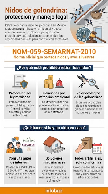 Infografía de Infobae detalla protección y manejo de nidos de golondrina en México. Presenta textos, aves, un nido, mazo, escudo y nido artificial.
