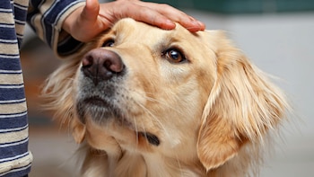 España supera los 15 millones de mascotas