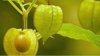 Investigaciones en Perú buscan identificar