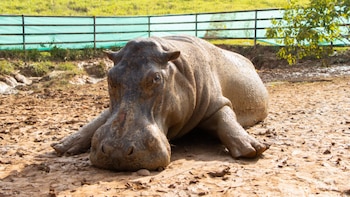 Los hipopótamos dividen a ambientalistas y científicos en Colombia por el debate sobre la eutanasia