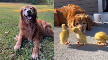 Decide mudarse al campo en busca de una vida tranquila y su golden retriever se vuelve viral: esta es la tierna imagen del perro junto a los animales de la granja