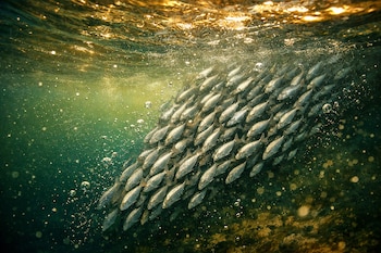 Cardumen de peces pequeños nadando bajo el agua, cerca de la superficie, con burbujas, partículas en suspensión y reflejos dorados del sol.