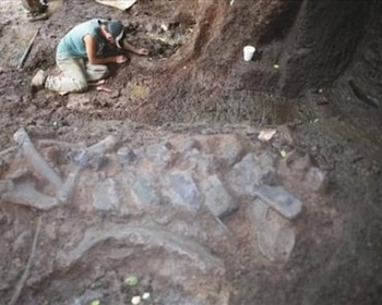 Hallazgos de fósiles animales en el río Tomayate