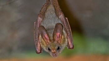 La “llave” de una posible pandemia: descubren un coronavirus de murciélago en Kenia capaz de infectar células humanas que explota una proteína de nuestros pulmones