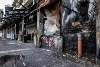 Los gatos deambulan por las